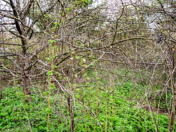 Cost of Underbrush Clearing in Overland Park