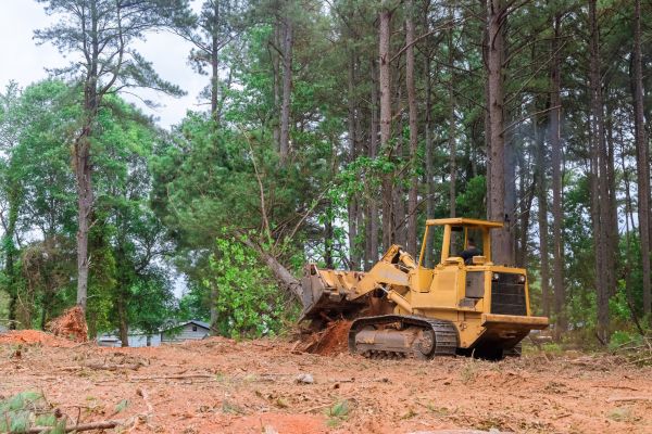 Cost of Forest Thinning in Overland Park