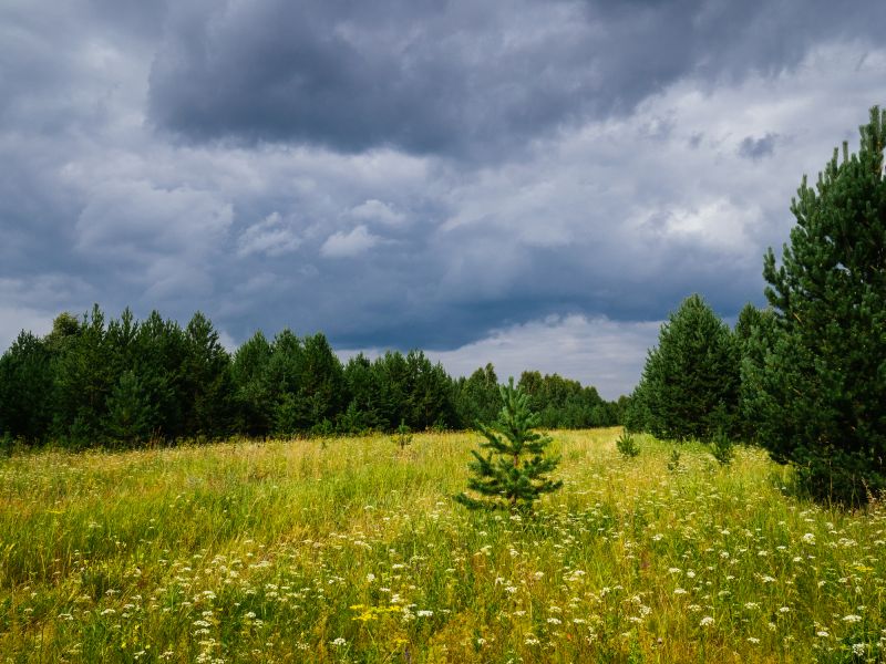Clearing Forested Land